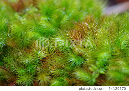 Moss Moss 54129570