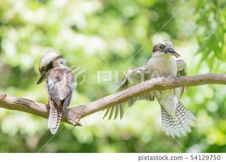 Pair of Wari Kingfisher 54129750