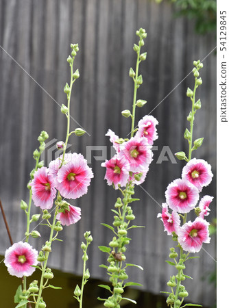 Tatiaoi (Toshio) Tatiaoi (Toshio) 54129845