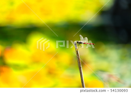 Tsugaru Takayama Shrine 54130093