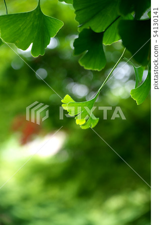 Fresh green and ginkgo trees Fresh green and ginkgo trees 54130141