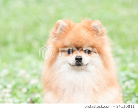 綠草和微笑的Pomeranian 54130811
