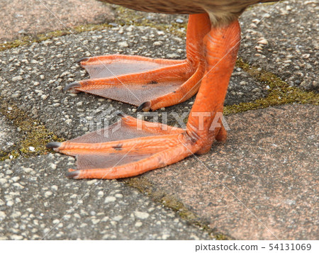 Kargamo腳 Kargamo腳 54131069