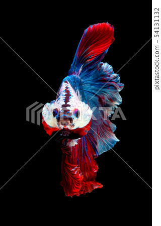 Close up art movement of Siamese fighting fish 54131132