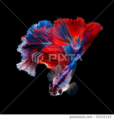 Close up art movement of Siamese fighting fish Close up art movement of Siamese fighting fish 54131133