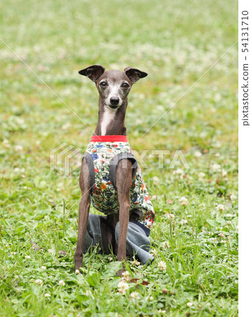 Italian greyhound to sit down 54131710