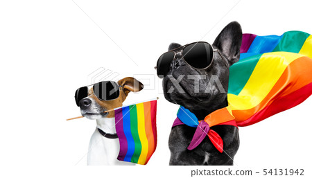 gay pride dogs 54131942
