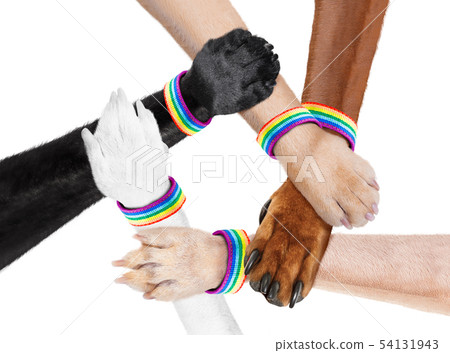 hand shaking dog animal paws 54131943