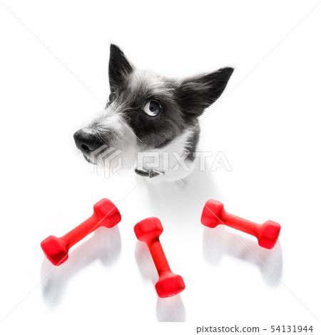 personal trainer dog 54131944