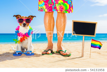 gay pride dog and owner on   summer holidays 54131958