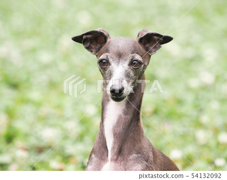 Italian greyhound bust shot 54132092