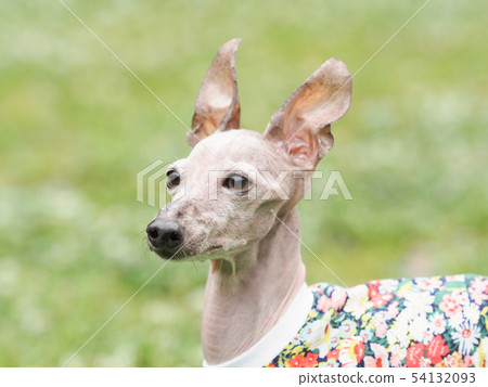 意大利靈獅胸圍射擊 54132093