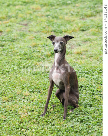 意大利靈緹犬坐下來 54132148