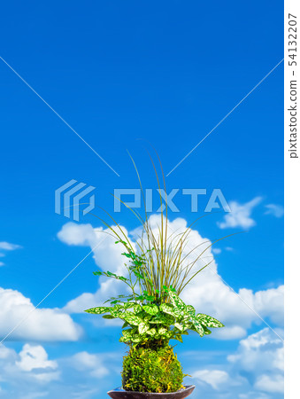 Kokedama 54132207