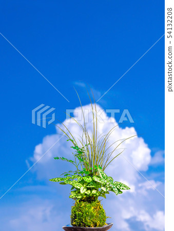 Kokedama 54132208