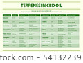 Terpenes in CBD Oil horizontal infographic 54132239