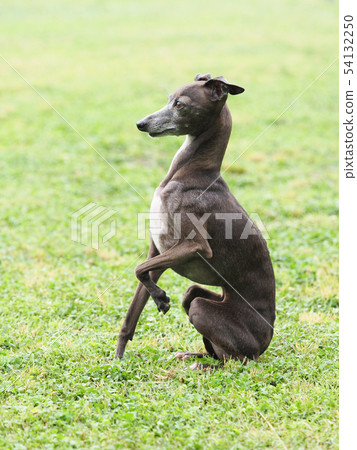 Italian Greyhound to forefoot Italian Greyhound to forefoot 54132250