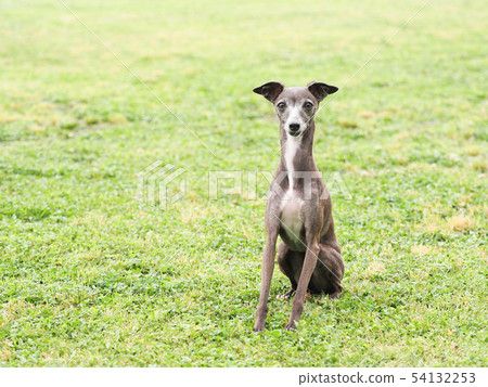 can greyhound dogs sit