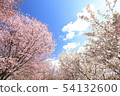 Cherry Blossoms	 54132600