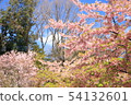 Kawazu cherry tree 54132601