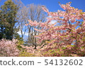 Kawazu cherry tree 54132602