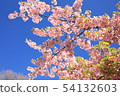 Kawazu cherry tree 54132603