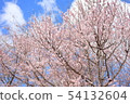 Cherry Blossoms	 54132604