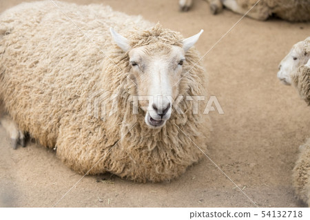Colledale Colledale 54132718