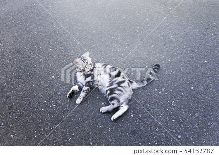 Cat-2-American short hair playing on the street Cat-2-American short hair playing on the street 54132787