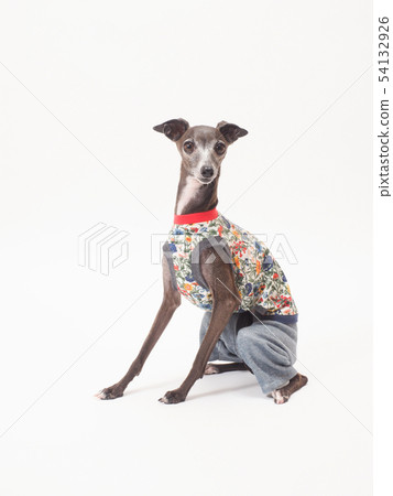 Italian greyhound to sit down 54132926