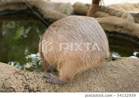 Capybara's back 54132939