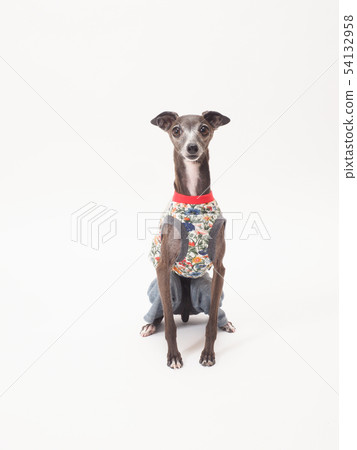 意大利靈緹犬坐下來 54132958
