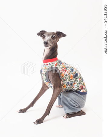 意大利靈緹犬坐下來 54132959