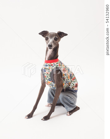 意大利靈緹犬坐下來 意大利靈緹犬坐下來 54132960