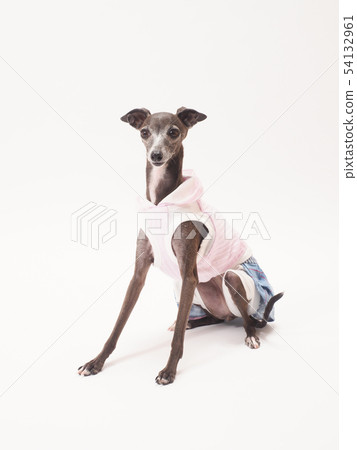 Italian greyhound to sit down Italian greyhound to sit down 54132961