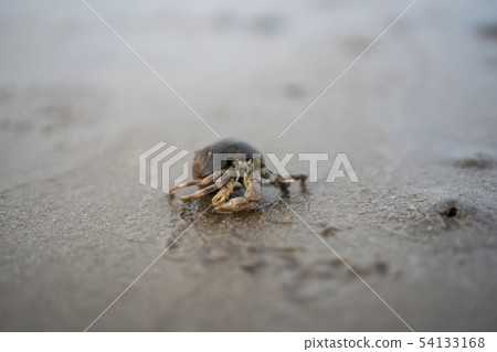 Hermit crabs live on the sand by the sea. Hermit crabs live on the sand by the sea. 54133168