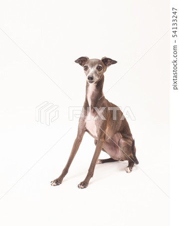 意大利靈緹犬坐了下來 意大利靈緹犬坐了下來 54133247