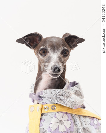 意大利靈獅胸圍射擊 54133248