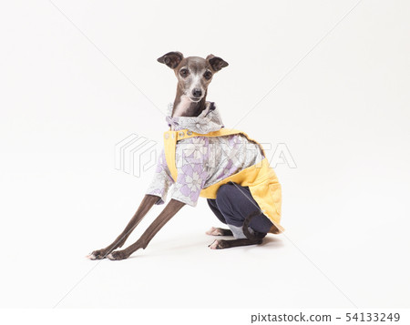 意大利靈緹犬坐下來 54133249