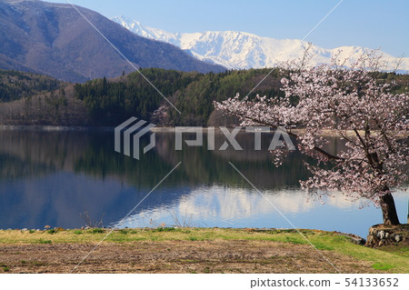 在青木湖的櫻花 54133652