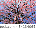 Dangling plum 54134065