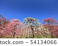 Dangling plum 54134066