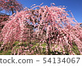 Dangling plum 54134067
