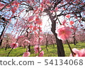 Dangling plum 54134068