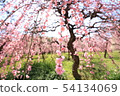 Dangling plum 54134069