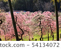 Plum forest 54134072