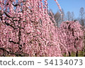 Dangling plum 54134073