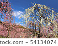 Dangling plum 54134074