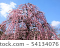 Dangling plum 54134076