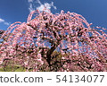 Dangling plum 54134077